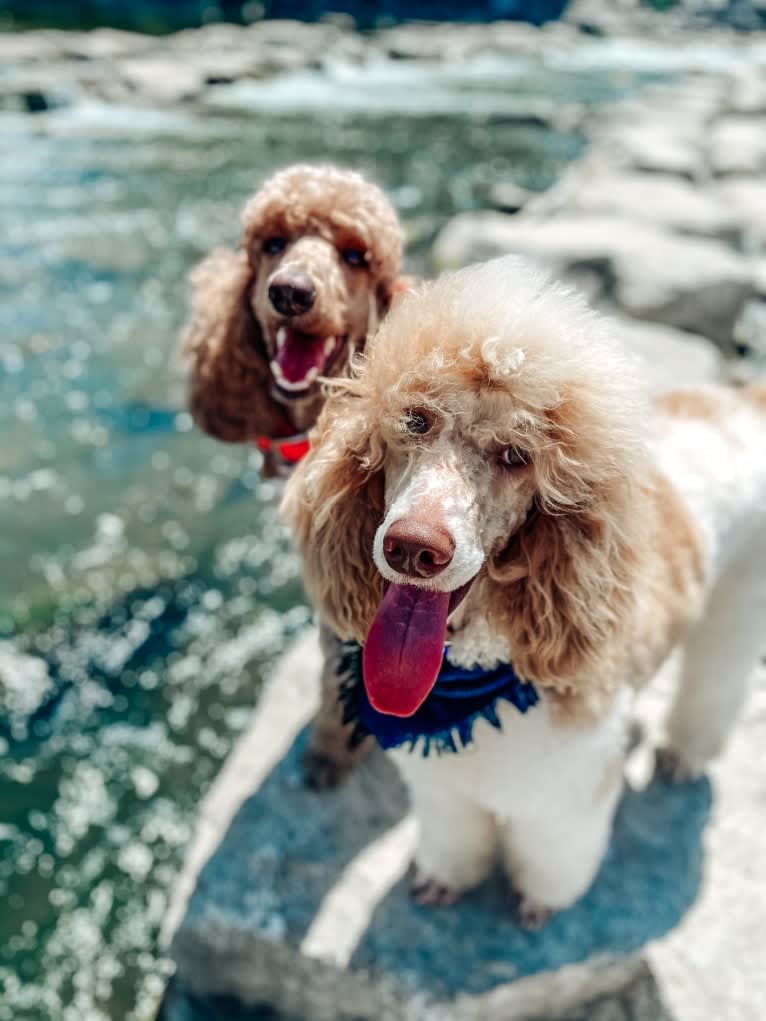 Togan, a Poodle (Standard) tested with EmbarkVet.com