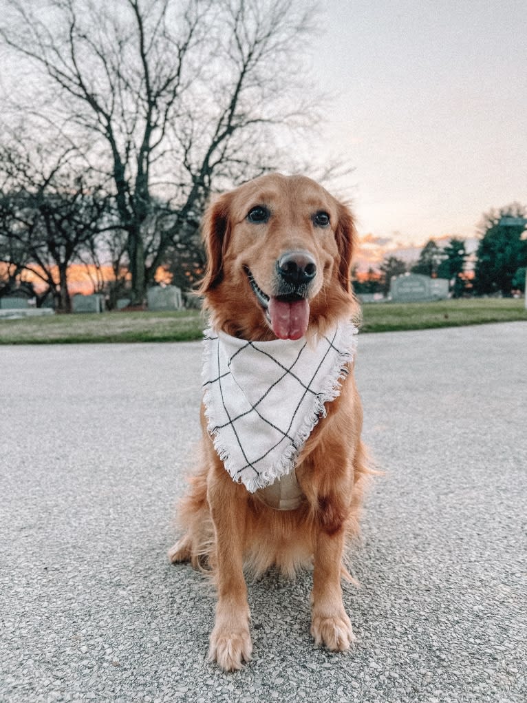 Marley, a Golden Retriever tested with EmbarkVet.com