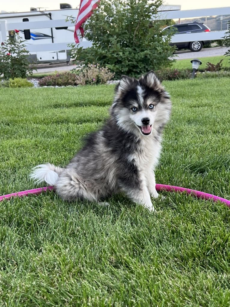 Kash, a Pomsky tested with EmbarkVet.com