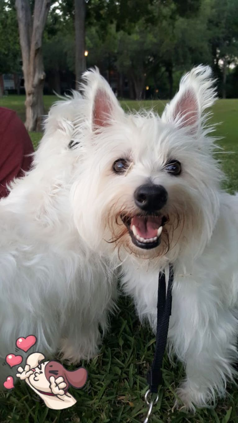 Riley, a West Highland White Terrier tested with EmbarkVet.com
