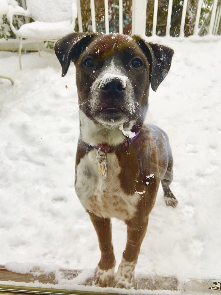 Tommy, a Boxer and American Pit Bull Terrier mix tested with EmbarkVet.com