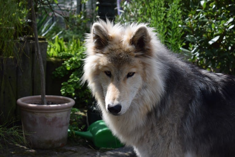 Kaj a dog tested with EmbarkVet.com