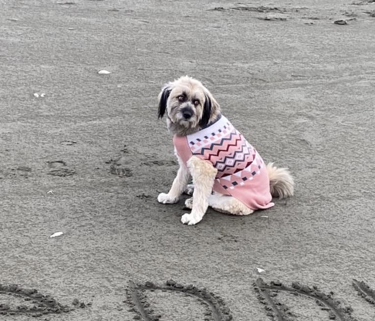 Henny, a West Asian Village Dog tested with EmbarkVet.com