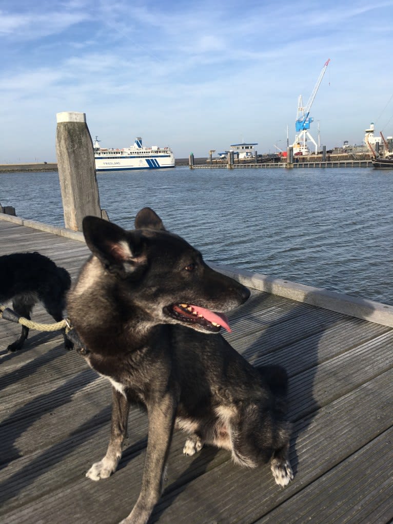 Timber, an Alaskan-type Husky and German Shepherd Dog mix tested with EmbarkVet.com