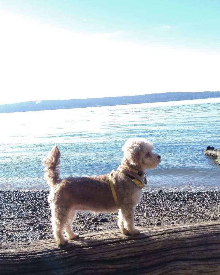 Cleo, a Poodle (Small) and Chihuahua mix tested with EmbarkVet.com