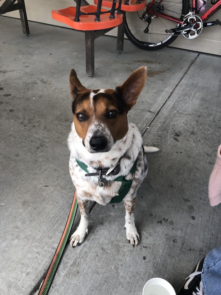 Sadie, an Australian Cattle Dog and Border Collie mix tested with EmbarkVet.com