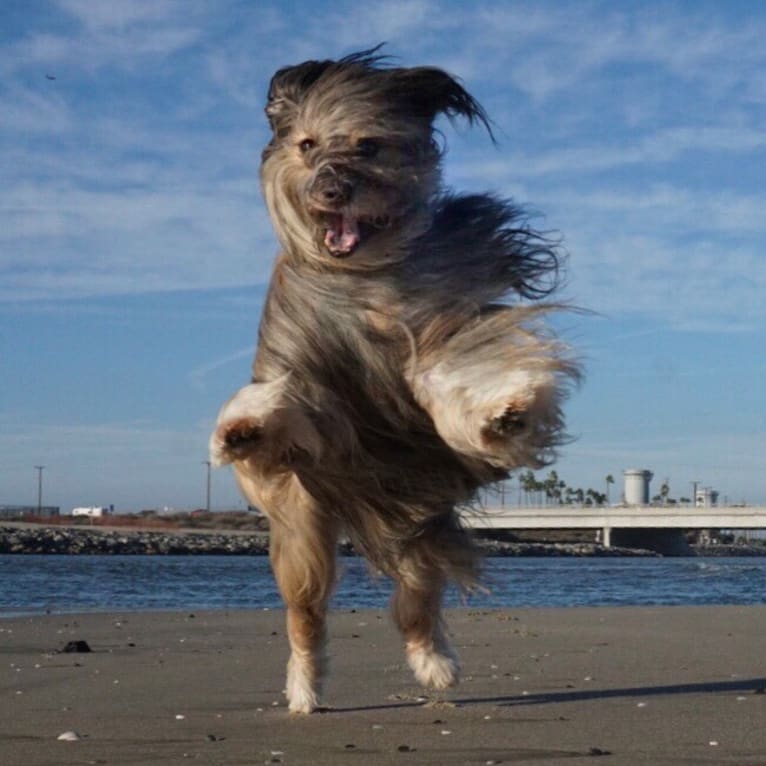 Shiloh, a Shih Tzu and Rottweiler mix tested with EmbarkVet.com