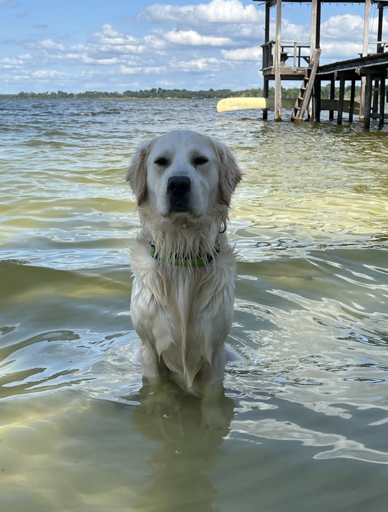 Hudson Gene Dement, a Golden Retriever tested with EmbarkVet.com