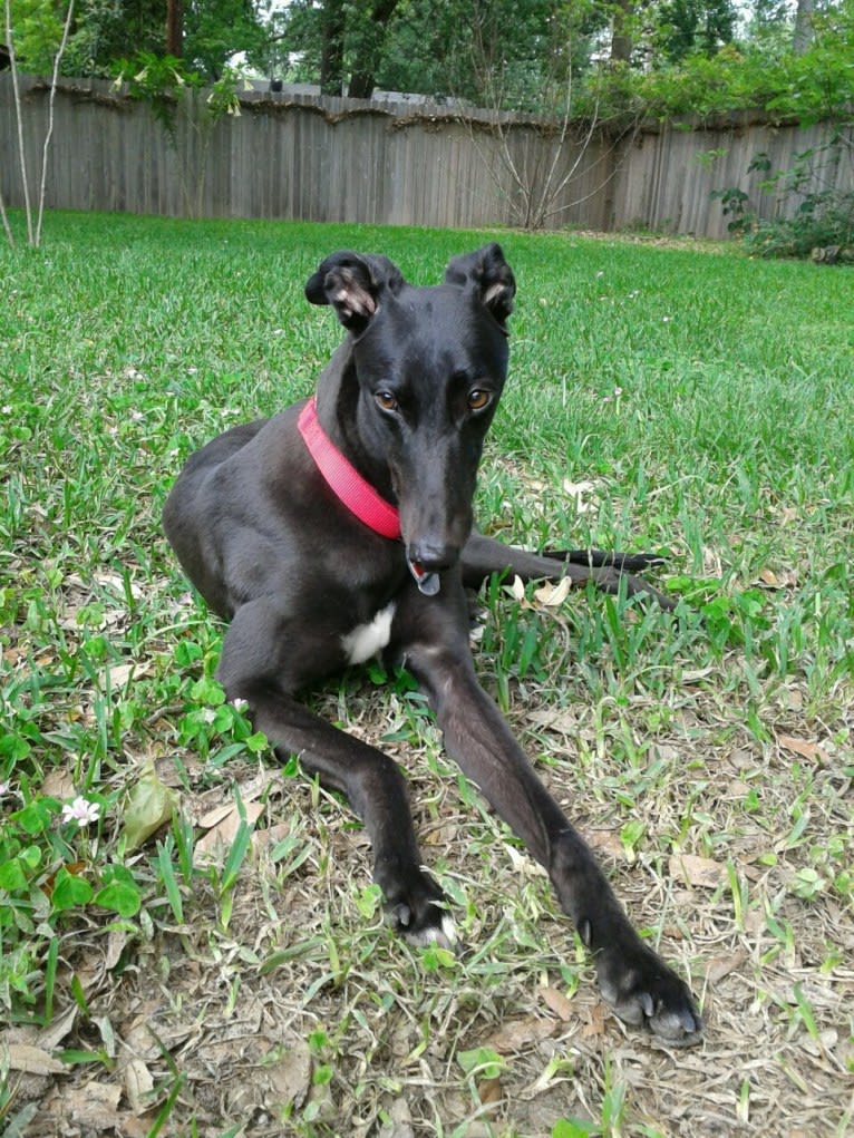 Sabil Black Moon "Uma", a Greyhound tested with EmbarkVet.com