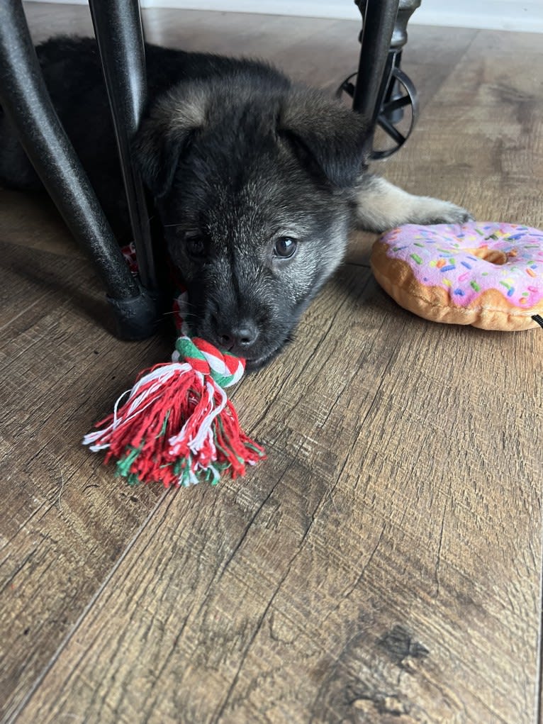 Brutus, a Norwegian Elkhound tested with EmbarkVet.com