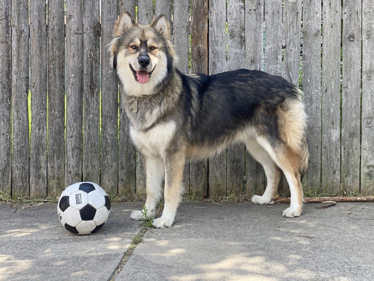 Turbo, a Gerberian Shepsky tested with EmbarkVet.com