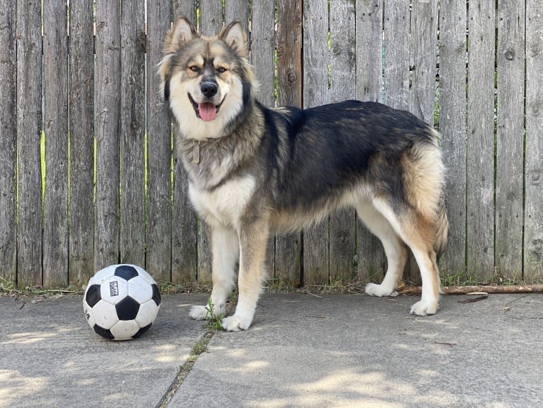 Turbo, a Siberian Husky and German Shepherd Dog mix tested with EmbarkVet.com