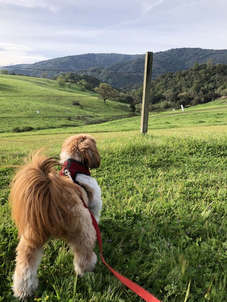 Buster, a Shih Tzu and Pekingese mix tested with EmbarkVet.com