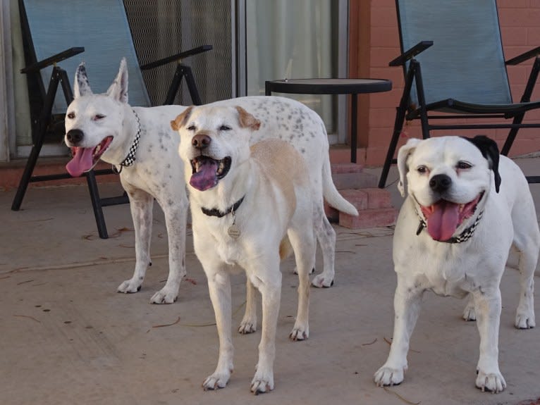 Doc, a Chihuahua and American Pit Bull Terrier mix tested with EmbarkVet.com