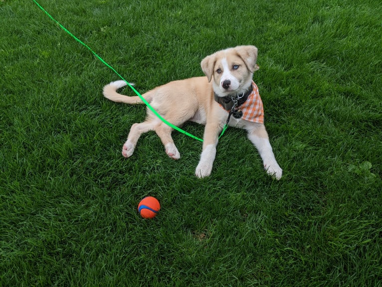 Archie, an Australian Shepherd and Jindo mix tested with EmbarkVet.com