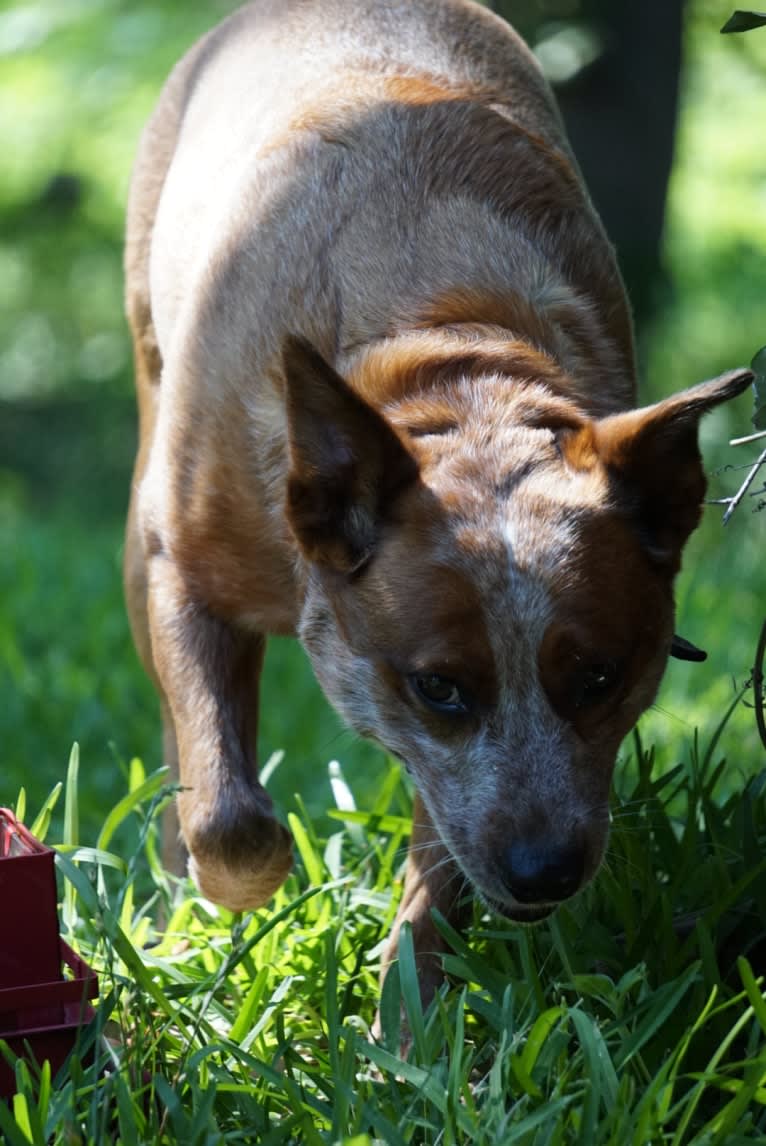 Bluebonnet Heelers Ruby, an Australian Cattle Dog tested with EmbarkVet.com