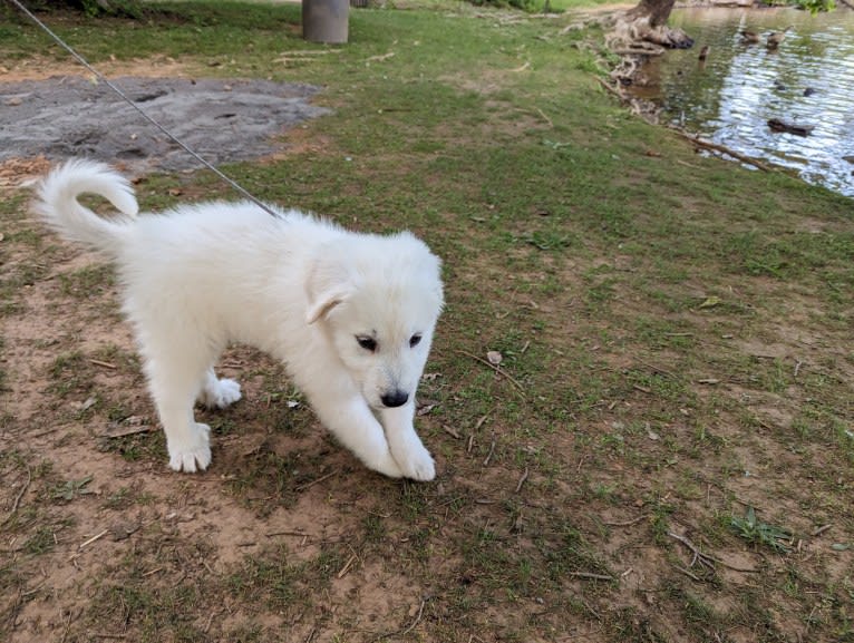 Valiant, a Great Pyrenees tested with EmbarkVet.com