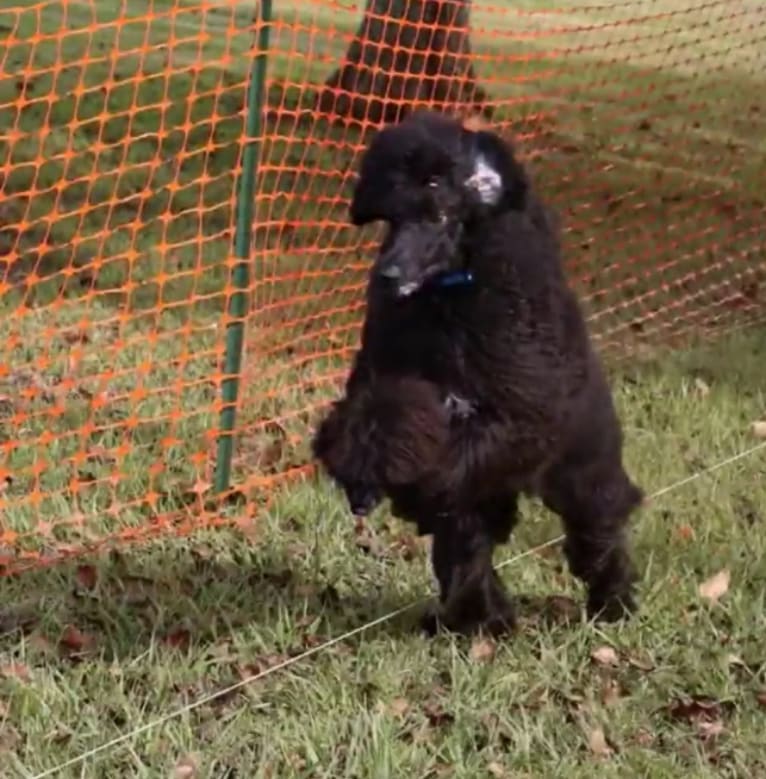 Tempi, a Poodle (Standard) tested with EmbarkVet.com