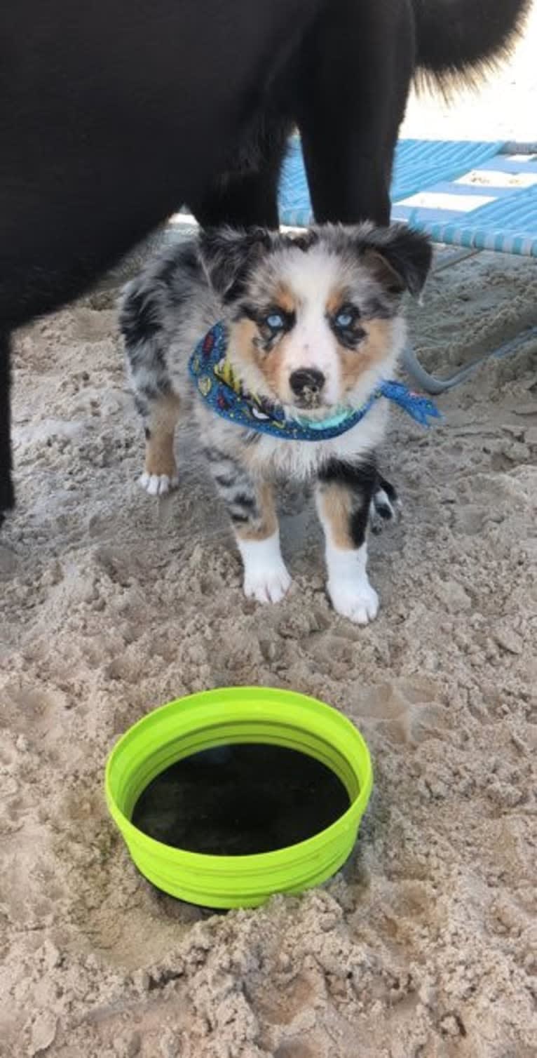 Ellie Einstein Cow Creek Aussies, an Australian Shepherd tested with EmbarkVet.com