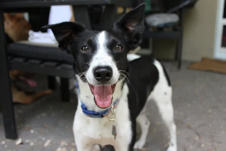 Luca, a Labrador Retriever and Australian Cattle Dog mix tested with EmbarkVet.com