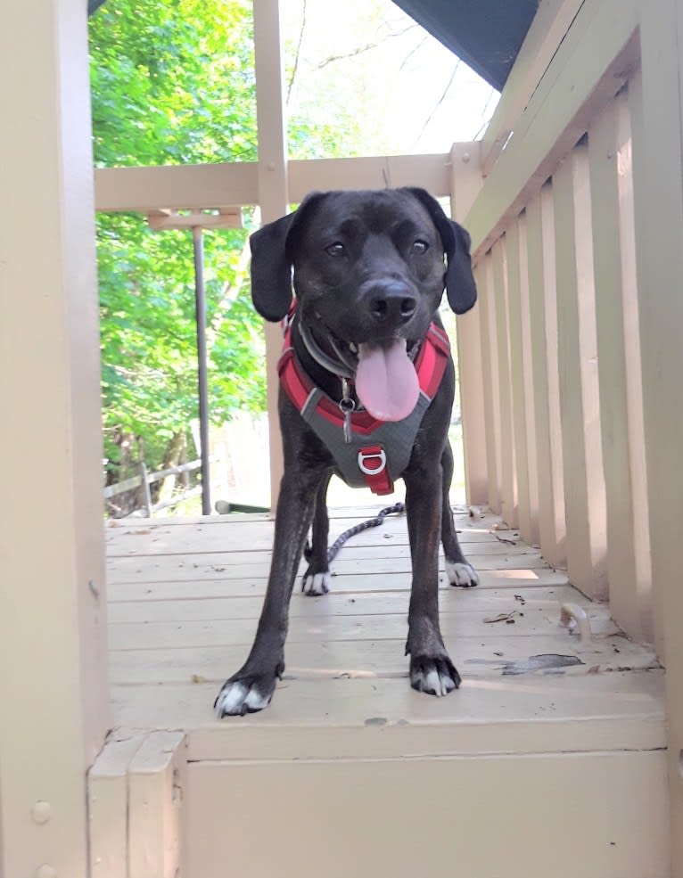 Quinn, a Golden Retriever and Boston Terrier mix tested with EmbarkVet.com