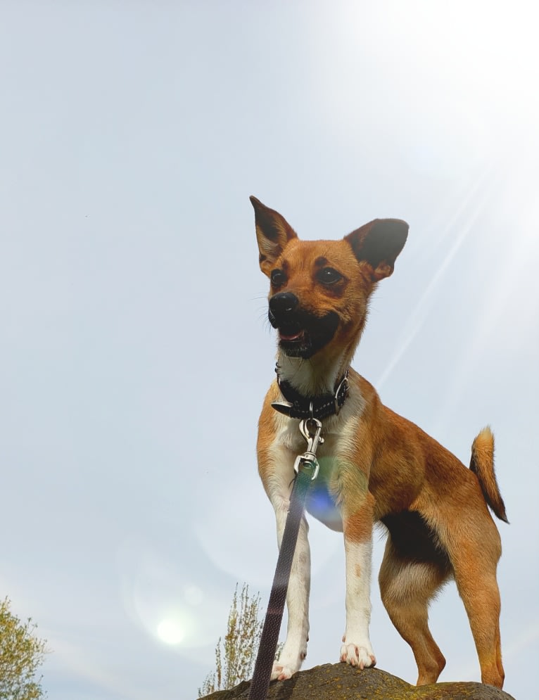 Alice, a Chihuahua and Australian Cattle Dog mix tested with EmbarkVet.com