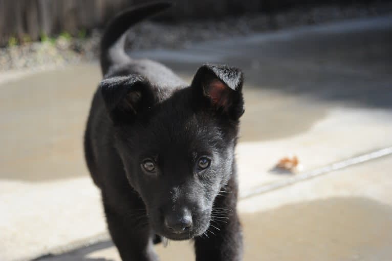 Argo Von Reichenberg, a German Shepherd Dog tested with EmbarkVet.com