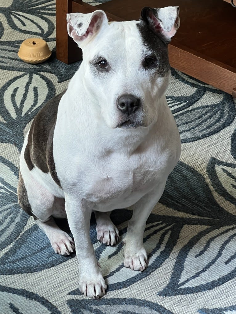 Remi, an American Pit Bull Terrier and American Staffordshire Terrier mix tested with EmbarkVet.com