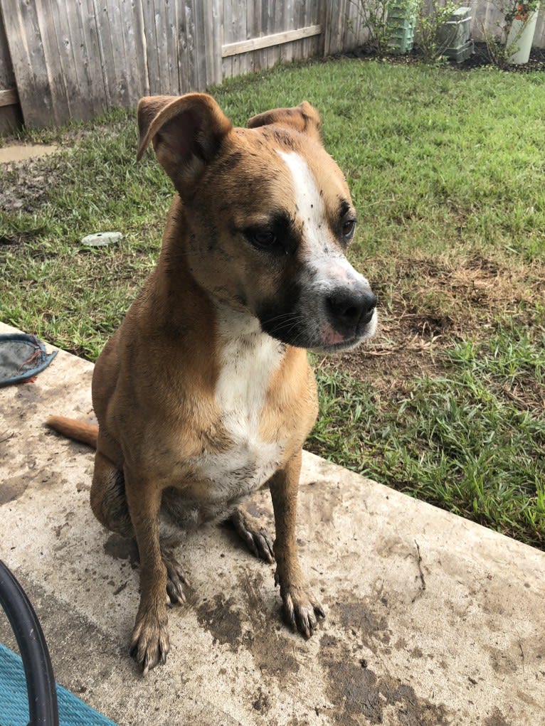 Nixon, an American Pit Bull Terrier and Boxer mix tested with EmbarkVet.com