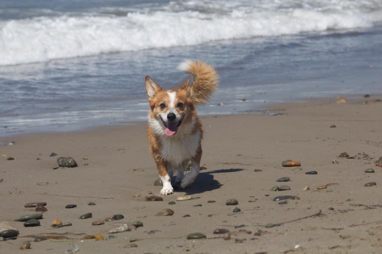 Wizard, a Pembroke Welsh Corgi and Border Collie mix tested with EmbarkVet.com