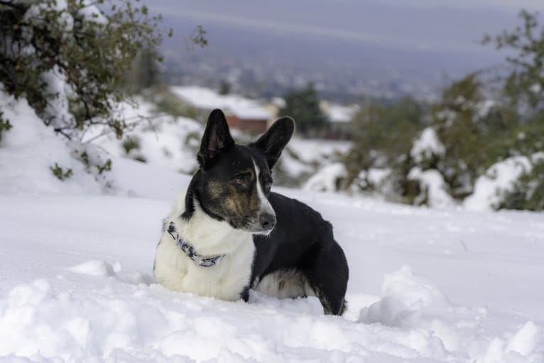 Quill, a Cardigan Welsh Corgi tested with EmbarkVet.com