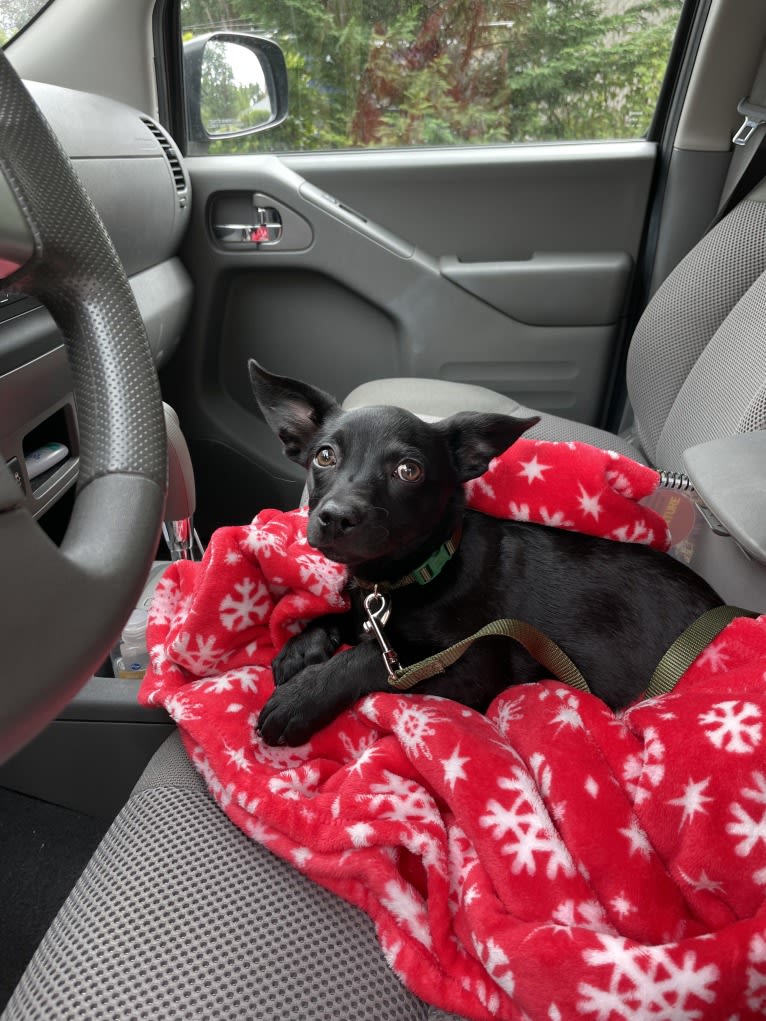 Doby, an Australian Cattle Dog and Miniature Pinscher mix tested with EmbarkVet.com