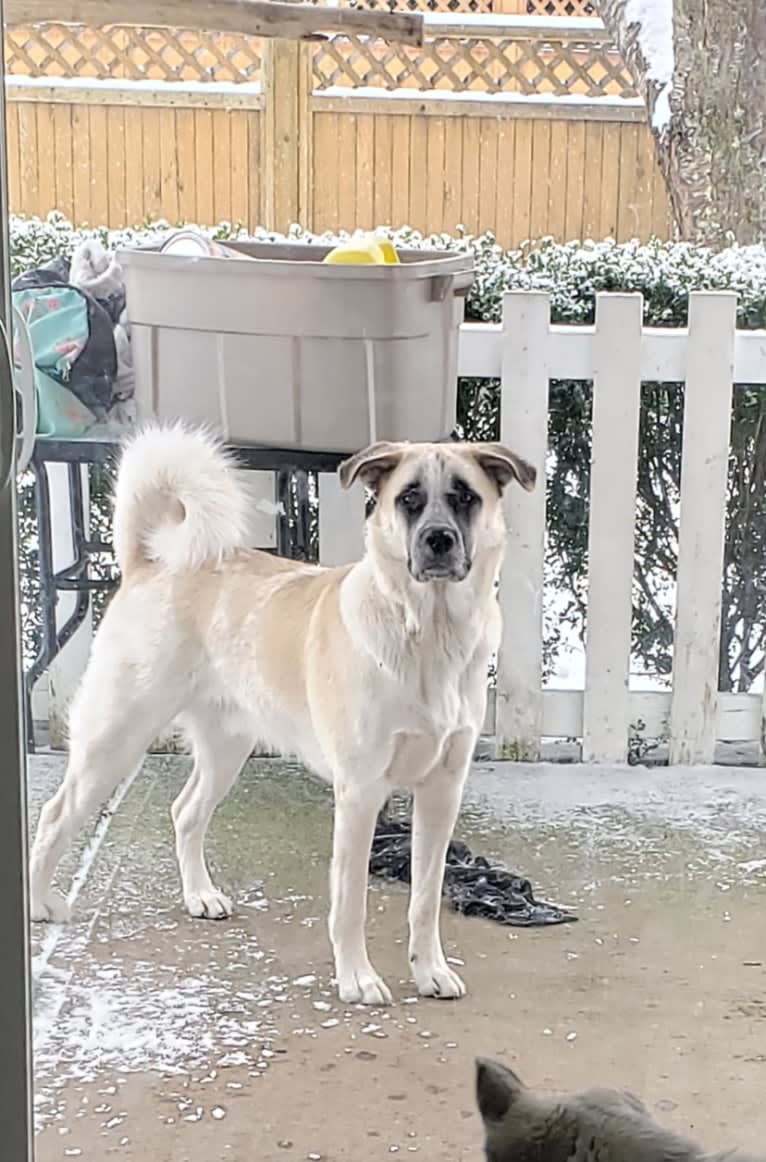 Marley, a Great Pyrenees and Australian Cattle Dog mix tested with EmbarkVet.com