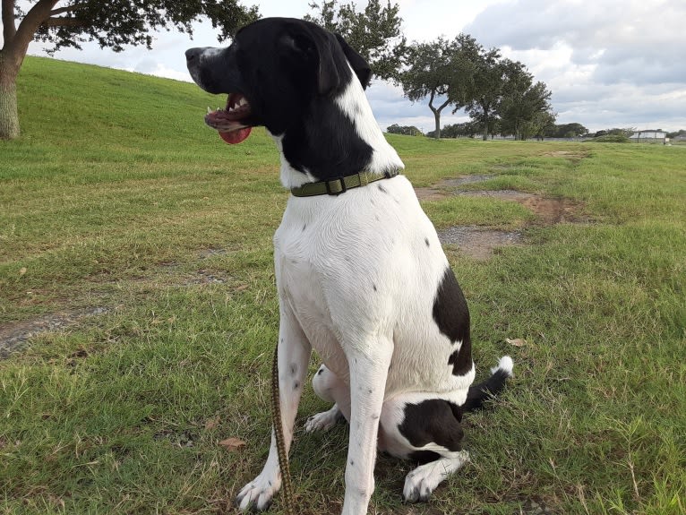 PATIENCE, a Labrador Retriever and American Pit Bull Terrier mix tested with EmbarkVet.com