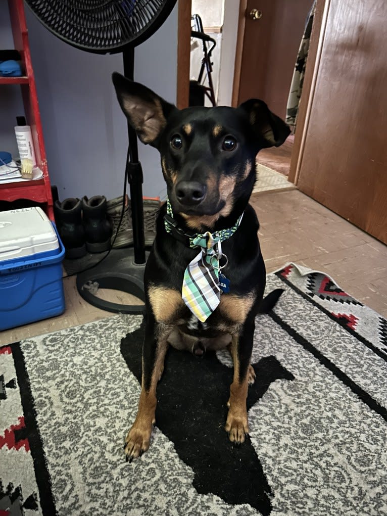 Killua, an Australian Cattle Dog and Cavalier King Charles Spaniel mix tested with EmbarkVet.com