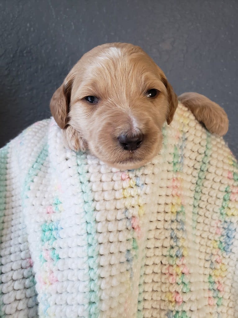 Snow (Mabel), a Goldendoodle tested with EmbarkVet.com