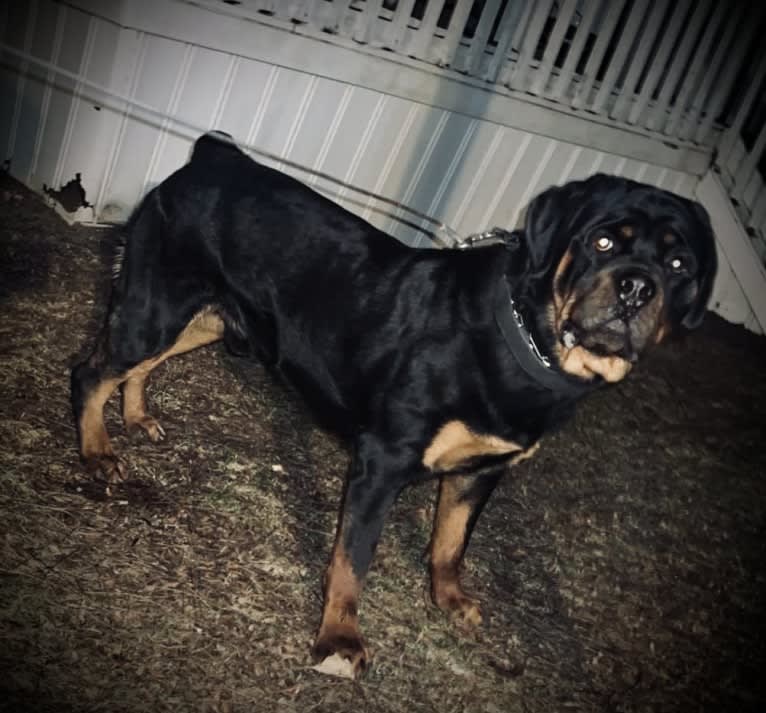 Chompy, a Rottweiler tested with EmbarkVet.com