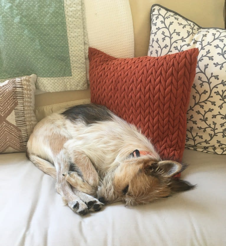 Fela Jean, a Border Collie and Australian Cattle Dog mix tested with EmbarkVet.com