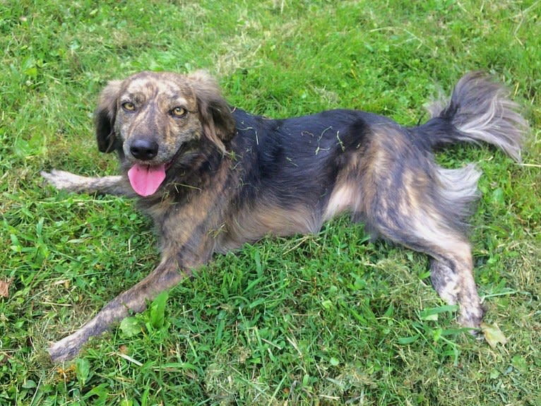 Mama dáy, a Plott and Border Collie mix tested with EmbarkVet.com