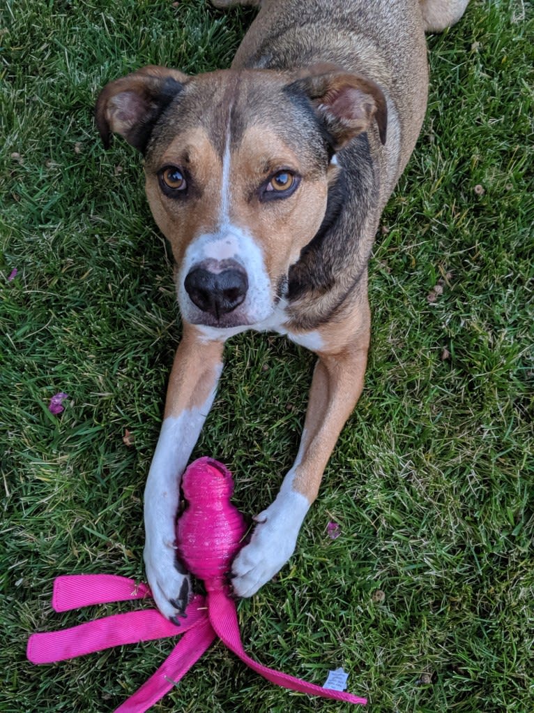 Goblin, an Australian Shepherd and American Bully mix tested with EmbarkVet.com