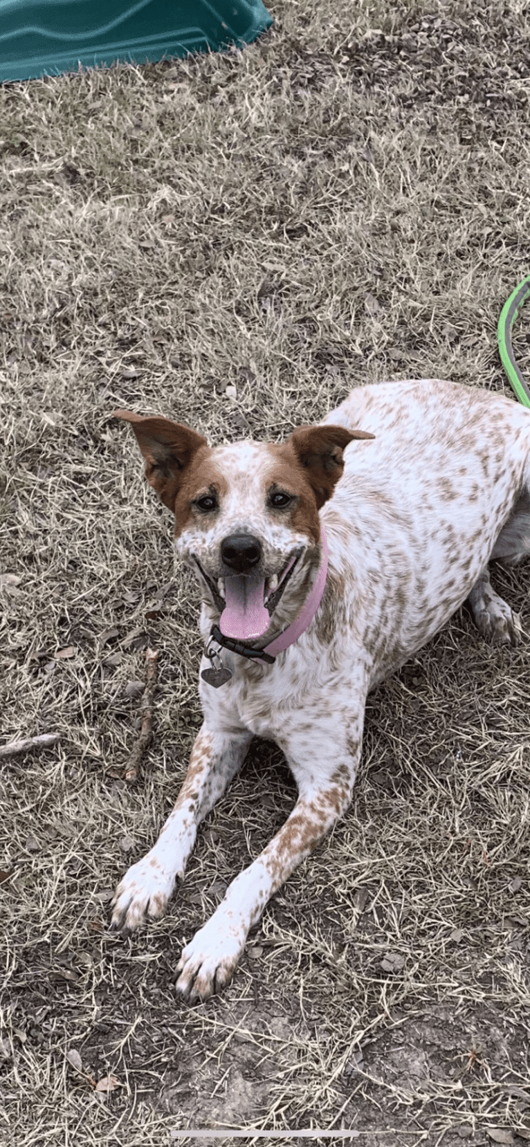 Daisy, an Australian Cattle Dog and American Pit Bull Terrier mix tested with EmbarkVet.com