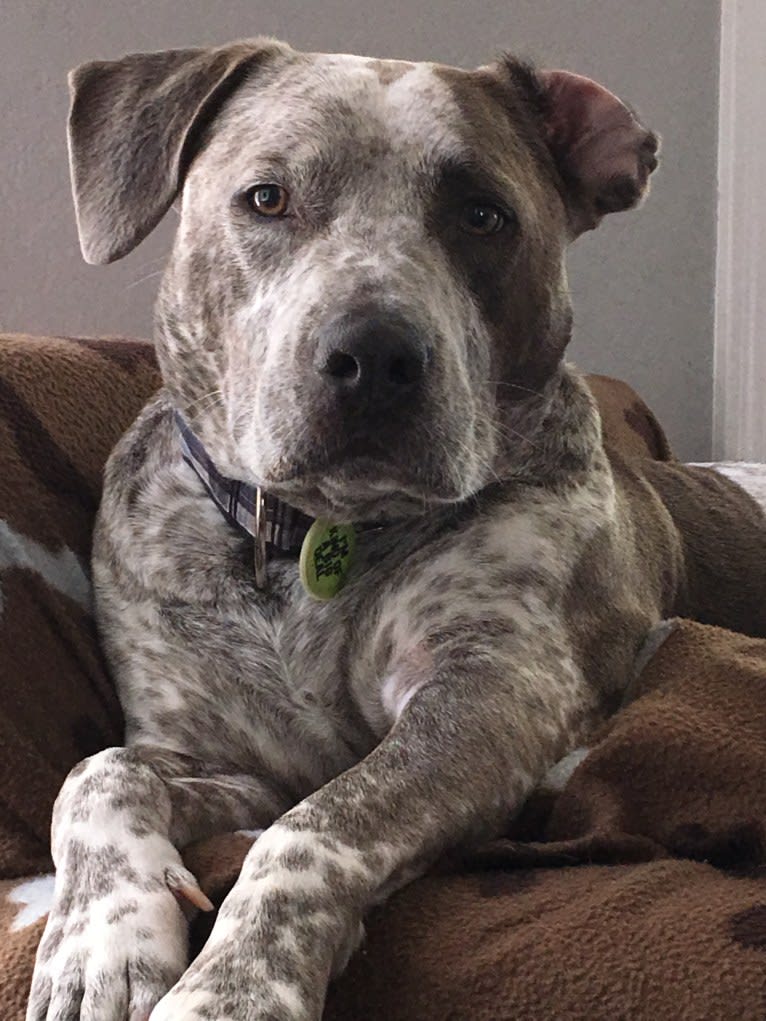 Sawyer, a Staffordshire Terrier and Australian Cattle Dog mix tested with EmbarkVet.com