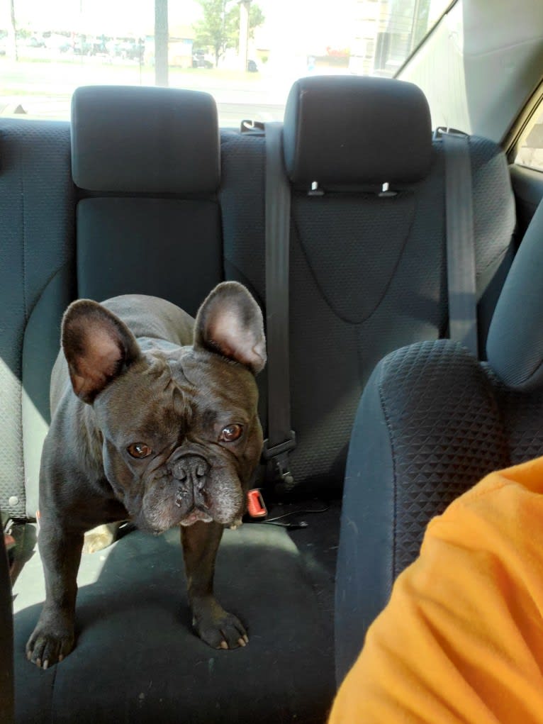 Diesel D, a French Bulldog tested with EmbarkVet.com