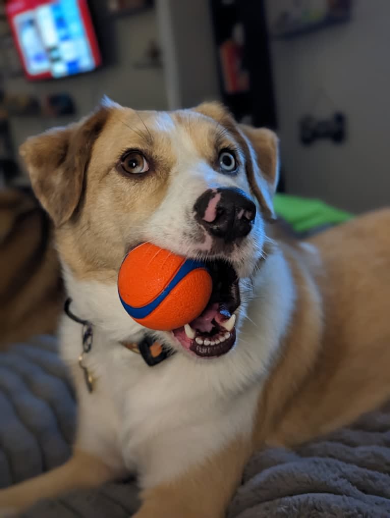 Archie, an Australian Shepherd and Jindo mix tested with EmbarkVet.com