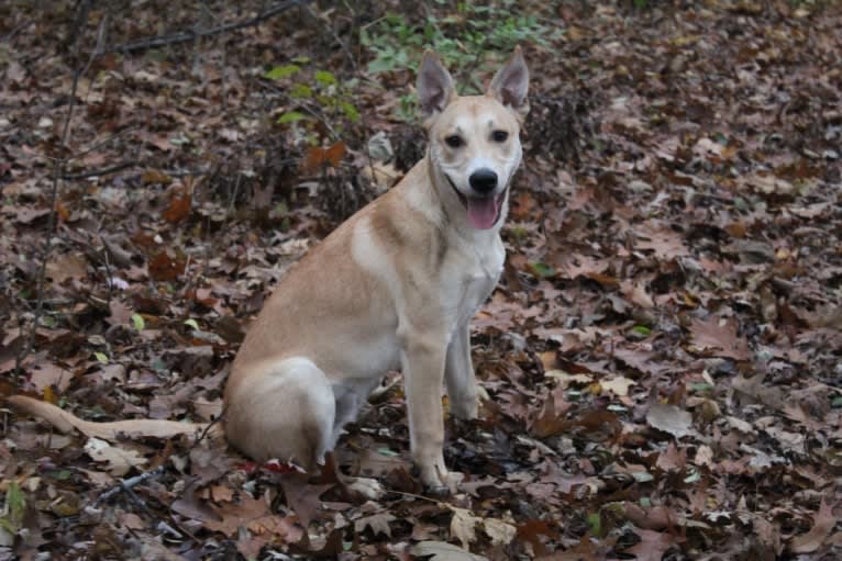 Loomy, a Carolina Dog tested with EmbarkVet.com