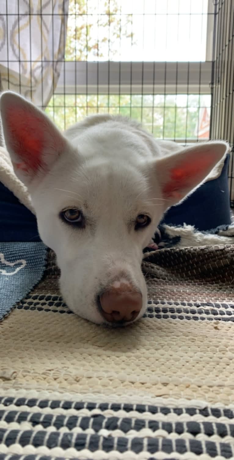 Alaska, a Siberian Husky and Border Collie mix tested with EmbarkVet.com