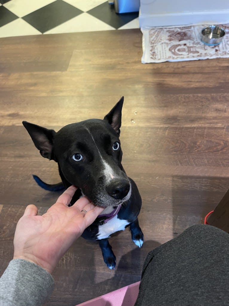 Pepper, an American Pit Bull Terrier and Australian Cattle Dog mix tested with EmbarkVet.com