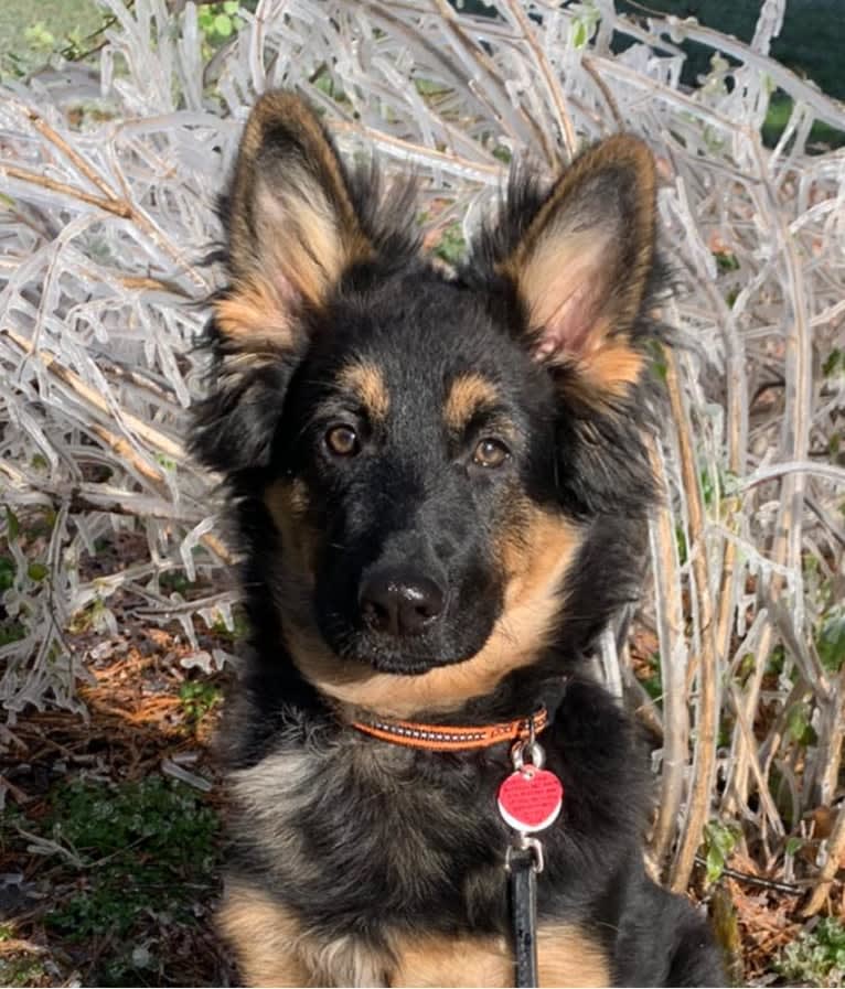 Hexis Krosandra, a Bohemian Shepherd tested with EmbarkVet.com