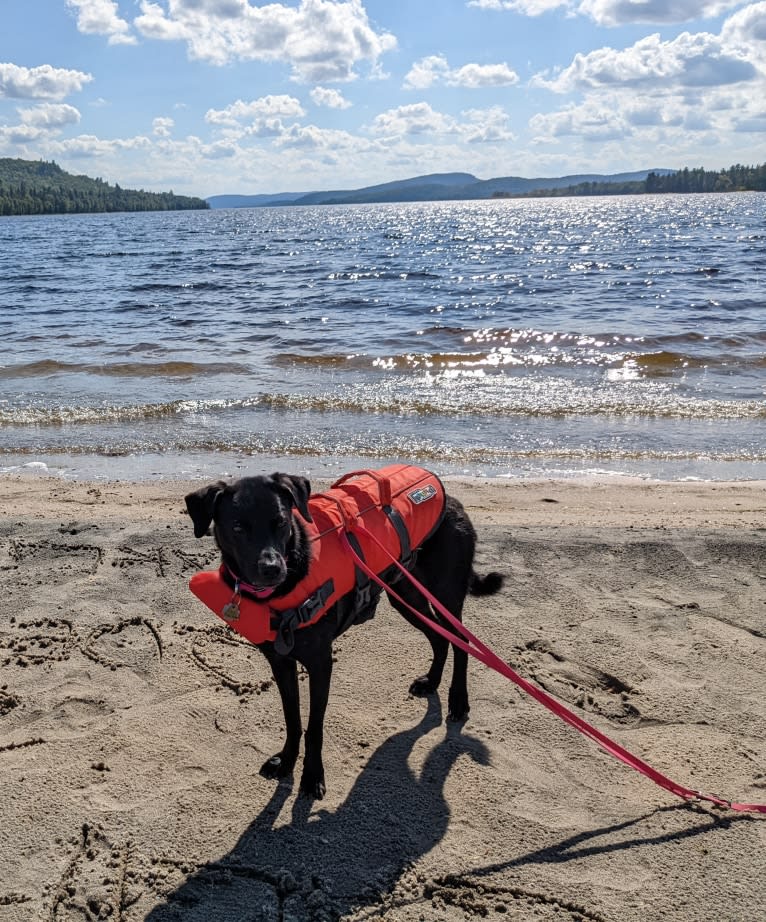 Blue Fur, a Southeast Asian Village Dog and Pug mix tested with EmbarkVet.com