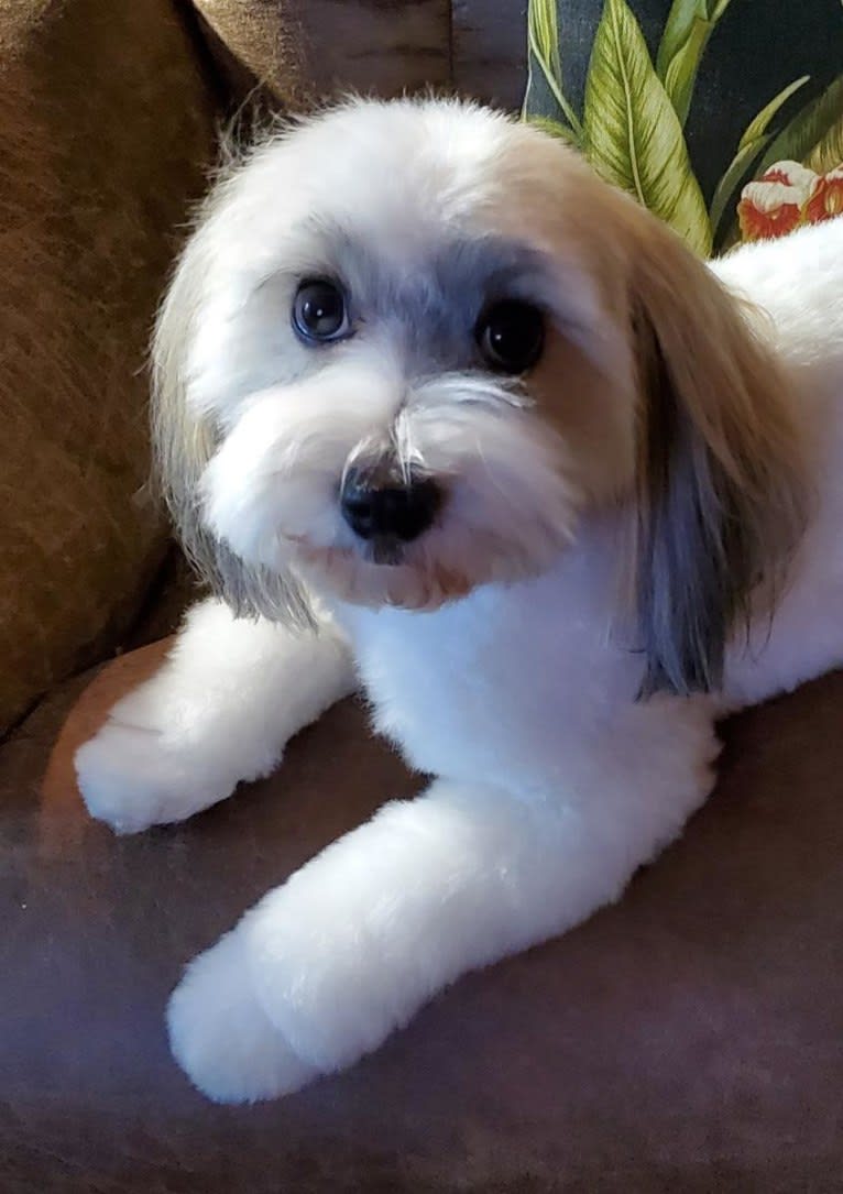 Liam, a Havanese tested with EmbarkVet.com